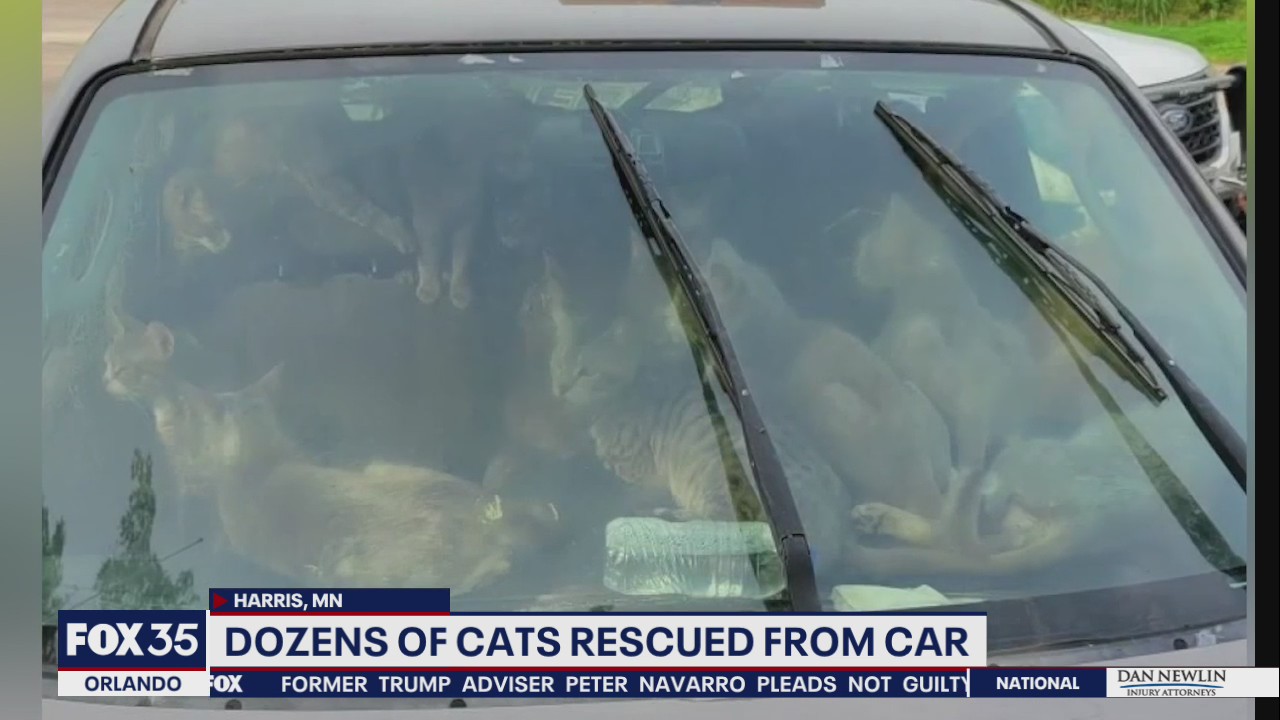 Nearly 50 cats found inside hot car, deputies say | FOX 35 Orlando