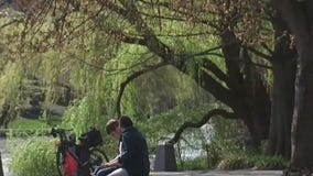 Vaccinating raccoons in Central Park