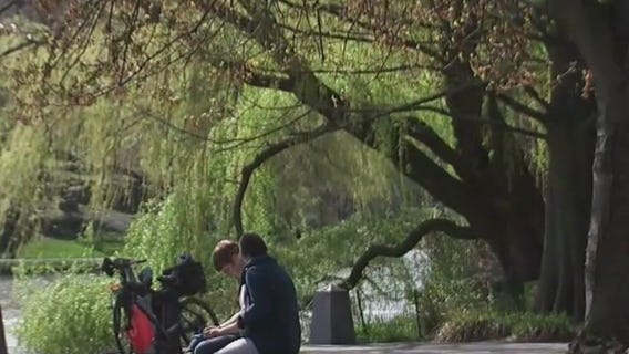 Vaccinating raccoons in Central Park