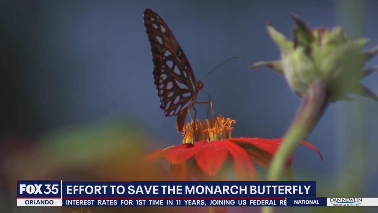 Monarch butterflies are officially on the endangered species list