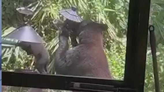 Playful, curious bears explore backyard bird feeders
