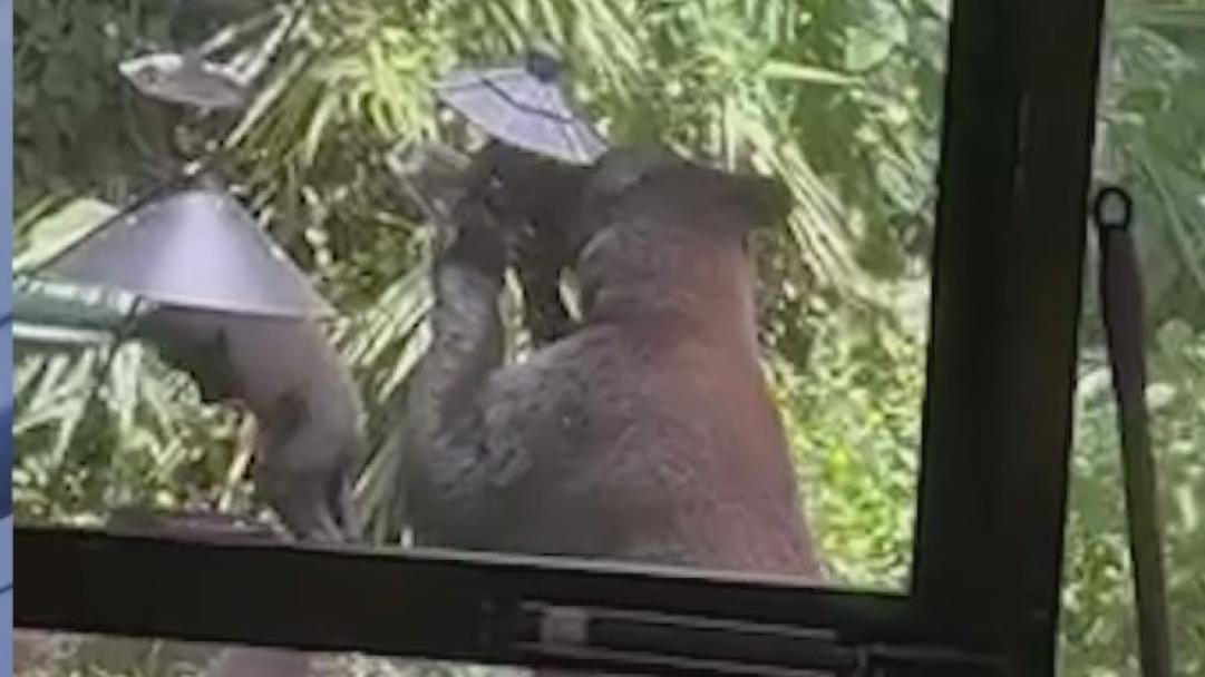 Playful, curious bears explore backyard bird feeders