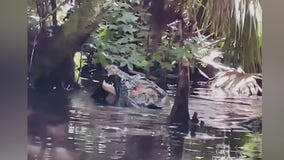 Gator eats gator: Paddleboarder records alligator's cannibalistic behavior