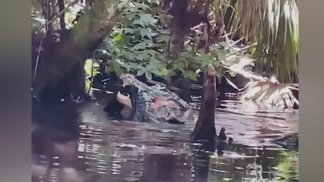 Gator eats gator: Paddleboarder records alligator's cannibalistic behavior