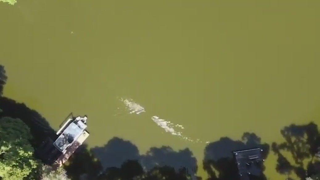 Drone captures moment alligator attacks swimmer in Florida lake