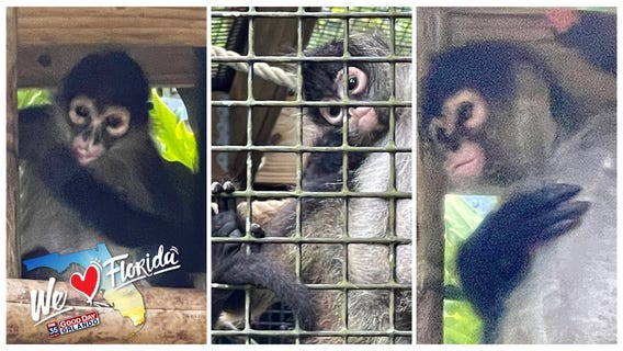 Spider monkeys rescued from pet smuggling operation at Florida zoo