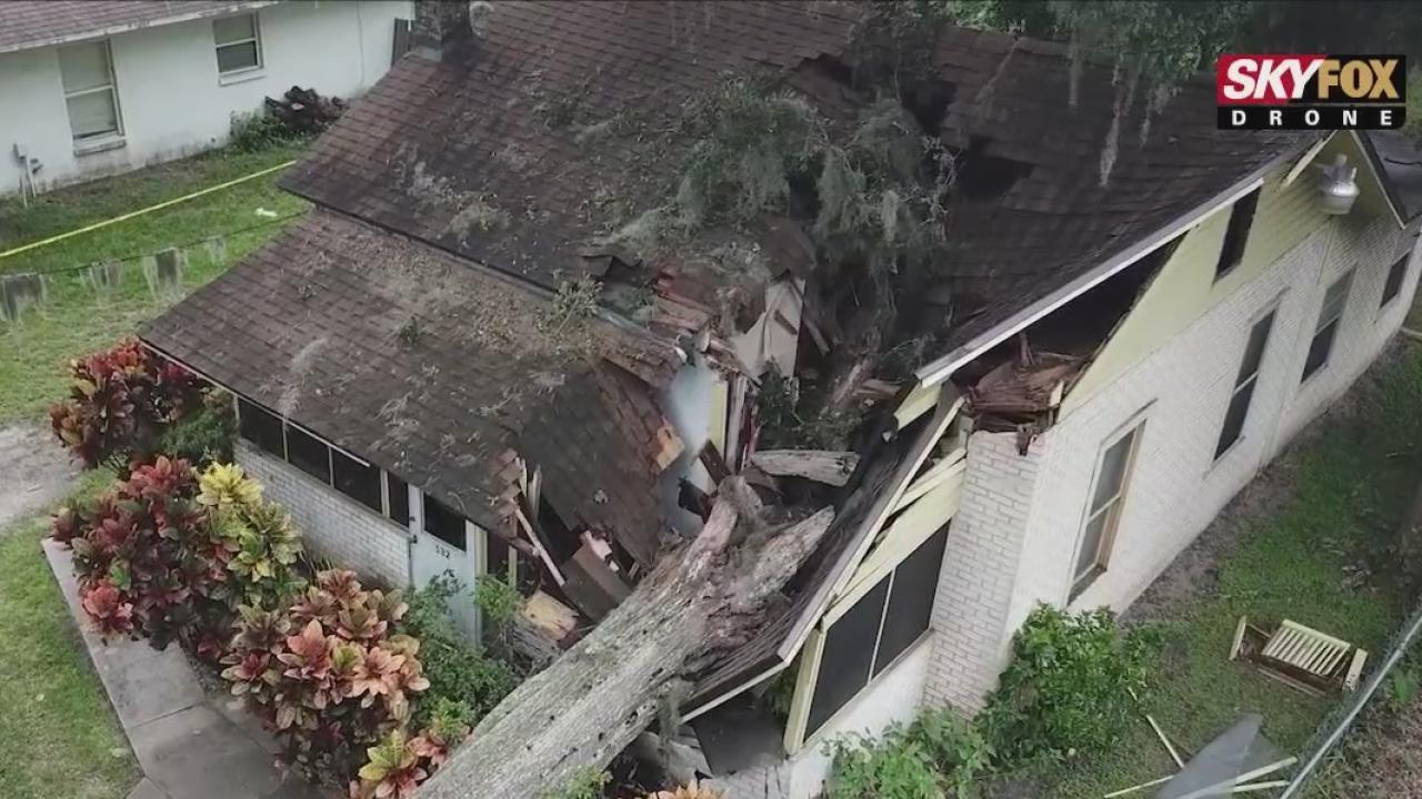 'Zombie' tree: What they are, and how to notice them