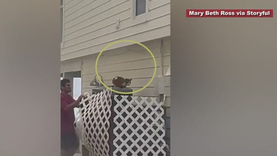 Cat rescued in Lee County during rushing flood waters from Hurricane Ian