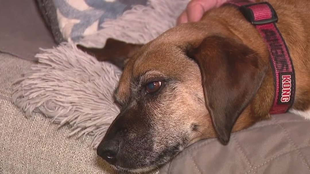 Salesman takes family dog from Florida front yard