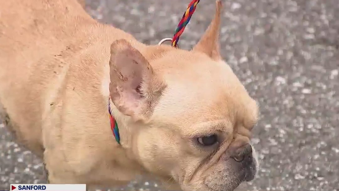 Four dogs dead, dozens of others found in deplorable conditions in Sanford