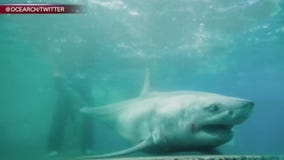 White shark in Long Island Sound