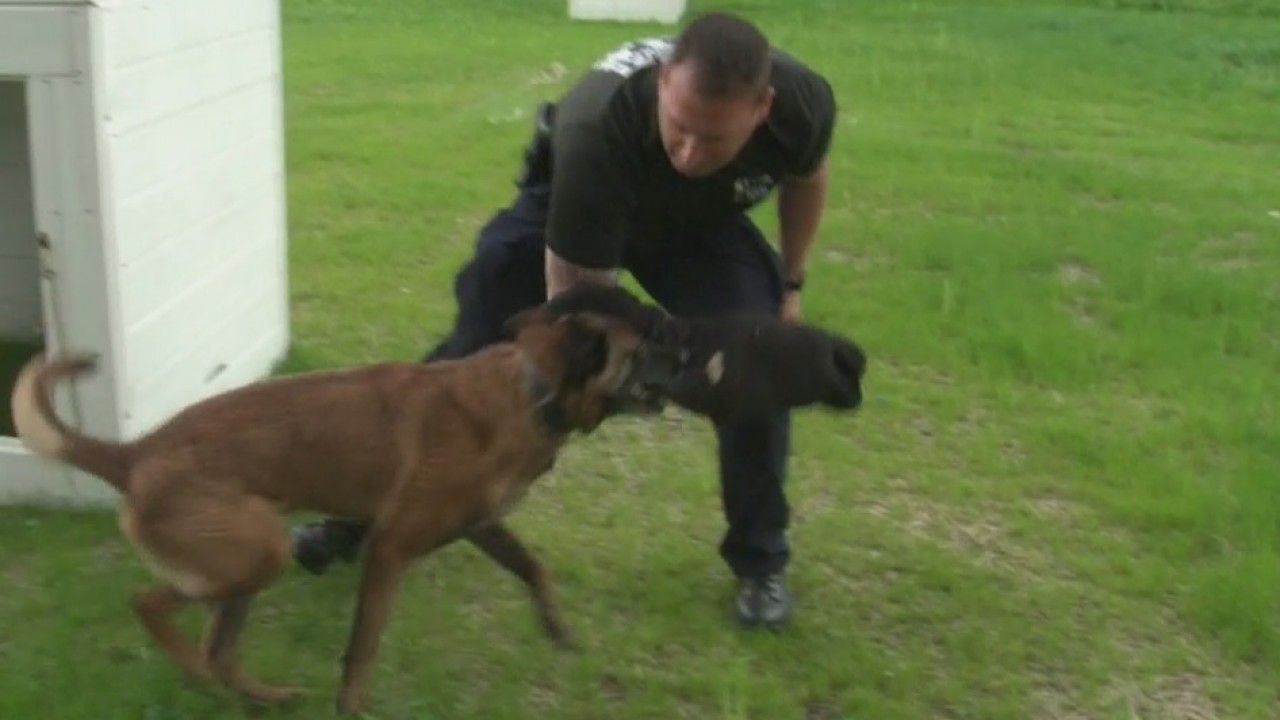 NYPD Transit Bureau Canine Unit