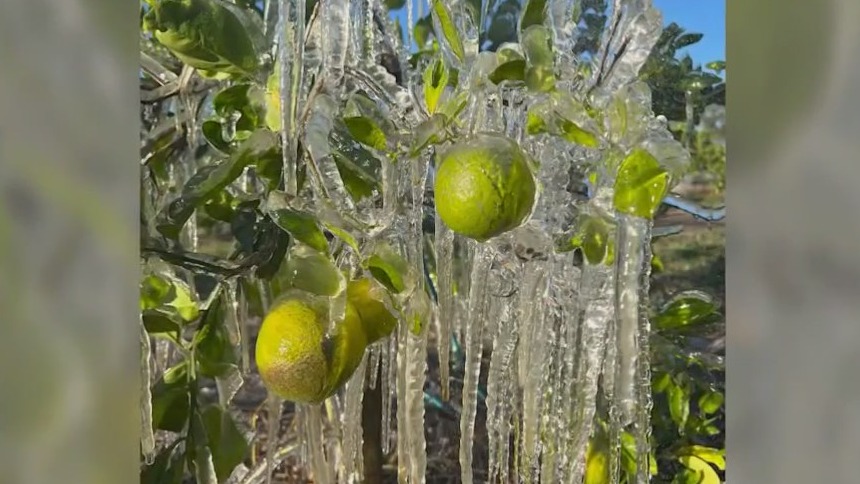 Florida citrus, vegetable crops appear to escape freeze damage | FOX 35 ...