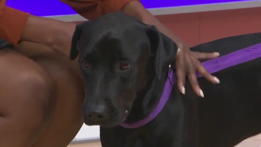 Adopt-A-Pet: Lola is looking for a forever family