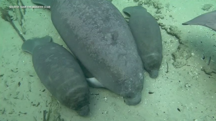 Manatee raising rare twin calves at Blue Spring State Park