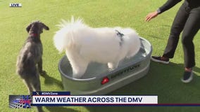 Warm weather across the DMV