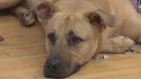 This gentle giant named Jughead is looking for a home