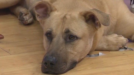 This gentle giant named Jughead is looking for a home