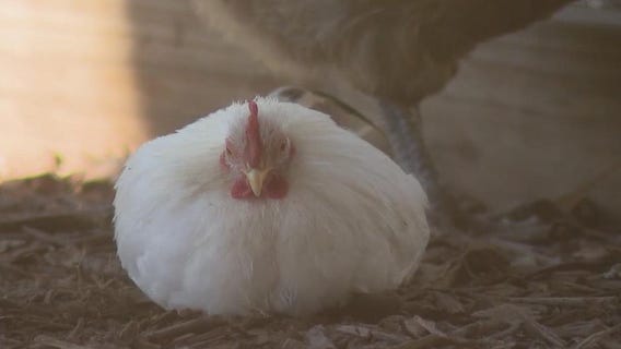 Florida farm sees massive demand as egg prices skyrocket