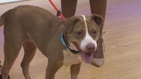 Shugs is looking for a forever home