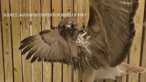 Hawk rescued after getting stuck in Topgolf net in Orlando