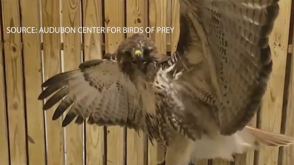 Hawk rescued after getting stuck in Topgolf net in Orlando