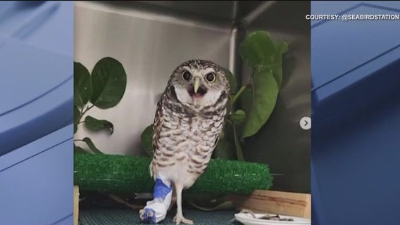 Owl on mend after rescue from storm shutter
