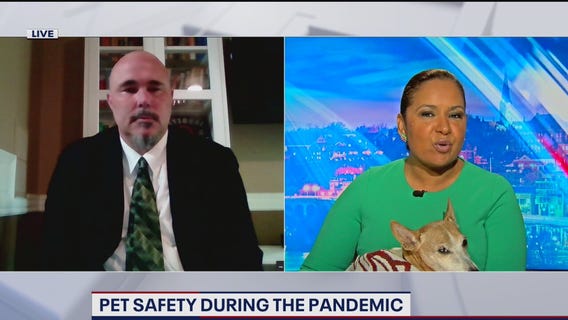 Pet safety during the COVID-19 outbreak