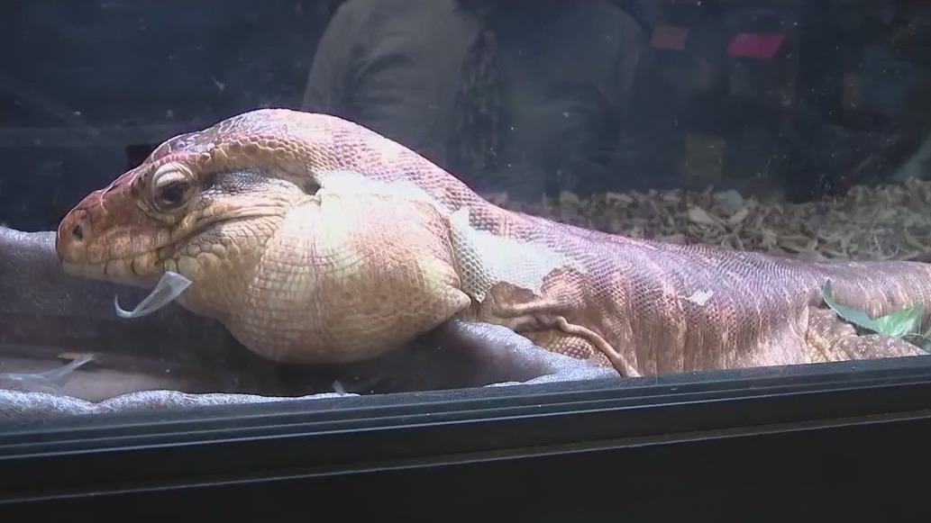 Florida's prohibited reptiles: Group files motion against rules