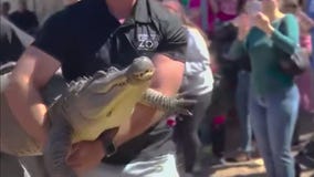 Pet 7-foot gator removed from Texas home