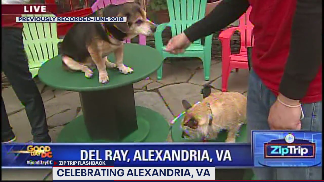 FOX 5 Zip Trip Flashback Alexandria: The Dog Store