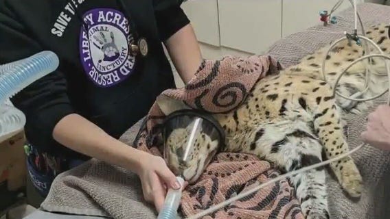 Cat high on cocaine found in Ohio