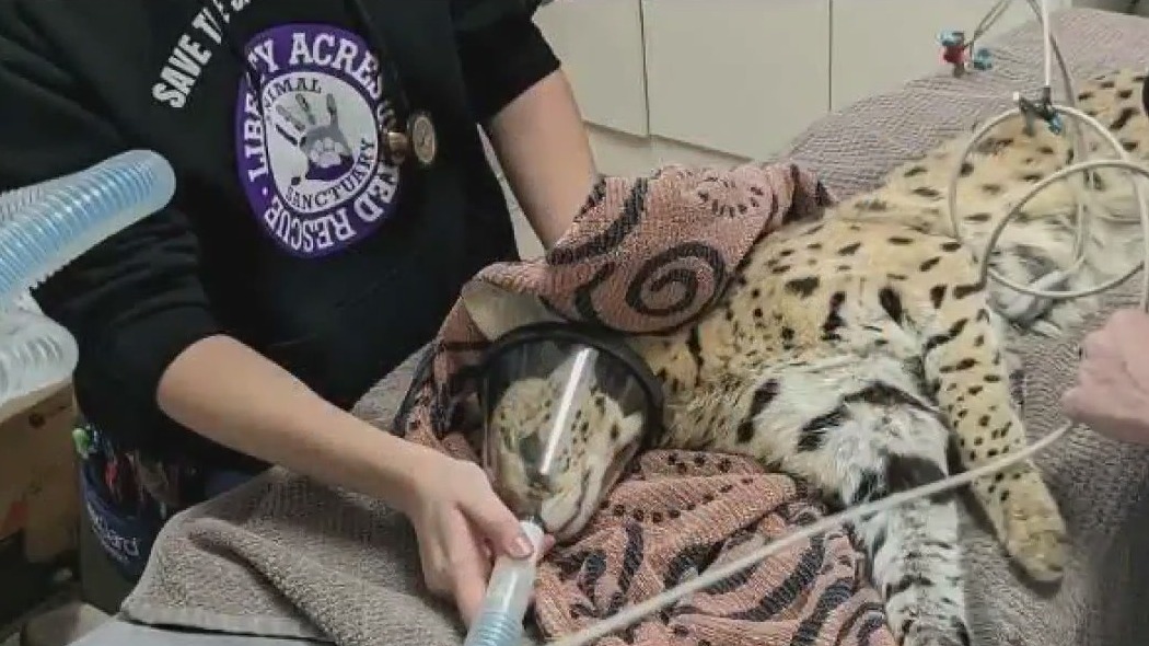 Cat high on cocaine found in Ohio