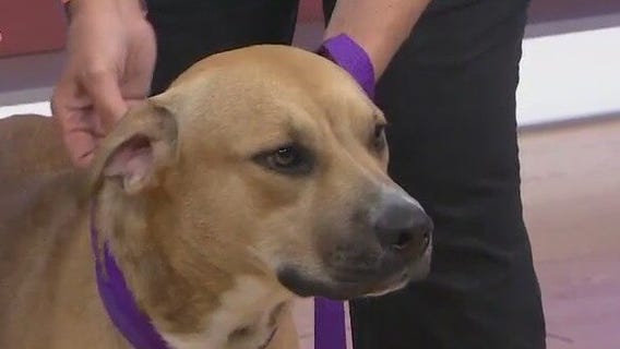 Adopt-A-Pet: Wilma is looking for a forever home