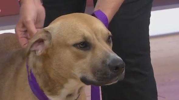 Adopt-A-Pet: Wilma is looking for a forever home