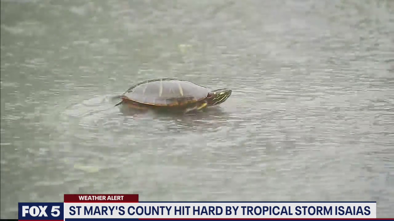 Turtle seen crossing flooded road in Maryland