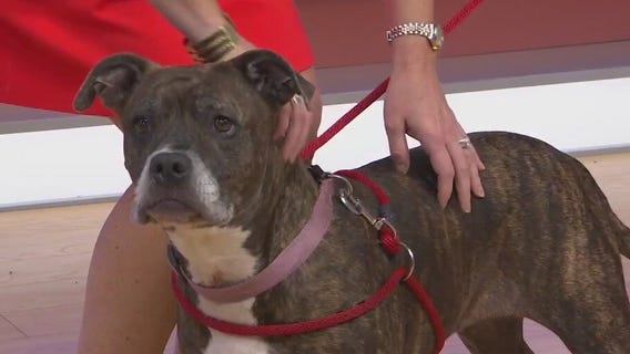 Adopt-A-Pet: Meet Ginger