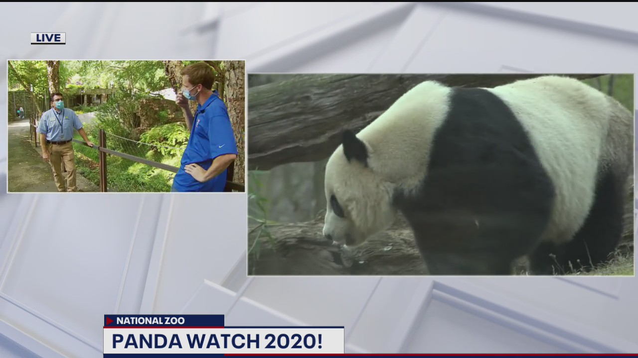 Panda Watch 2020!