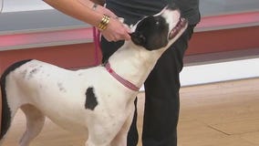 Adopt-A-Pet: Meet Bama