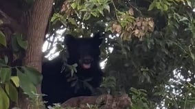 Bear that was roaming Orlando neighborhoods, hit and killed by car