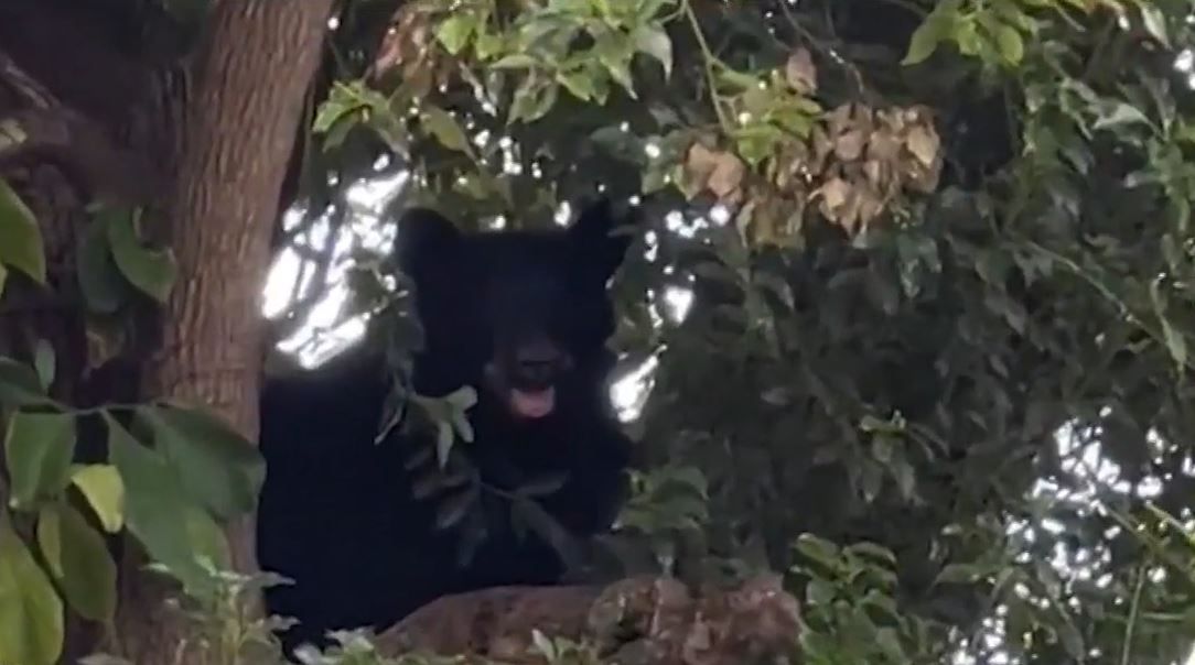 Bear that was roaming Orlando neighborhoods, hit and killed by car