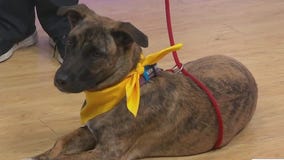 Adopt-A-Pet: Meet Brindi
