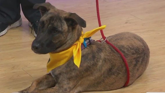 Adopt-A-Pet: Meet Brindi