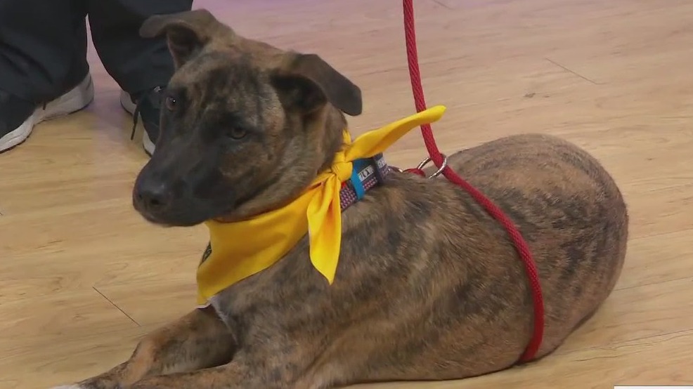 Adopt-A-Pet: Meet Brindi
