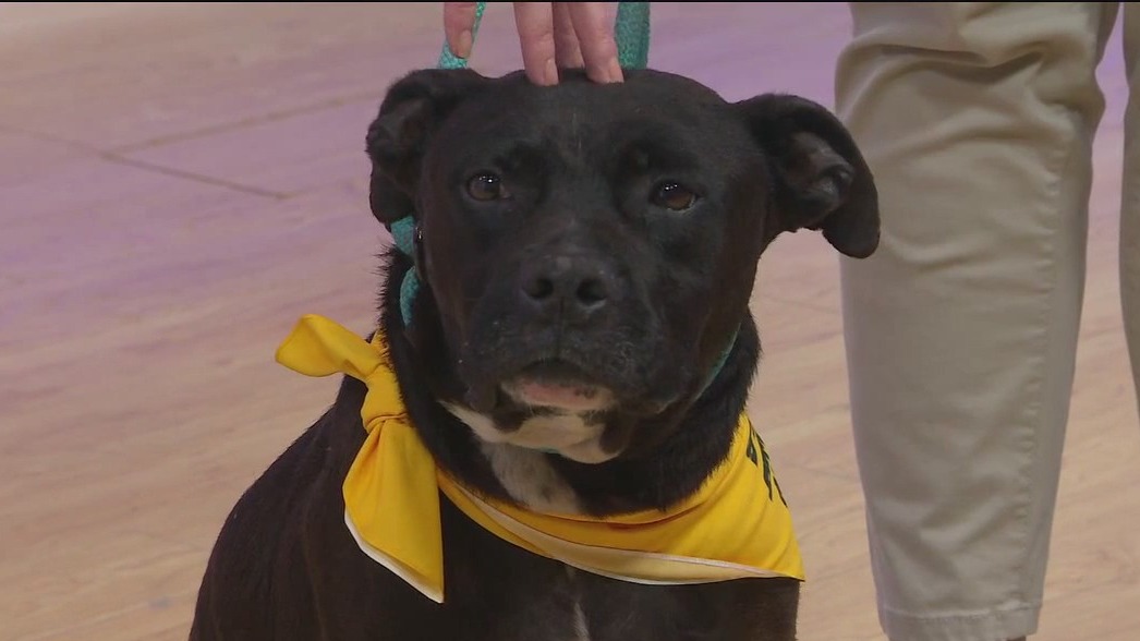 Adopt-A-Pet: Meet Sunka