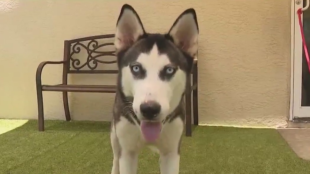 Stray dog gets a second chance at life