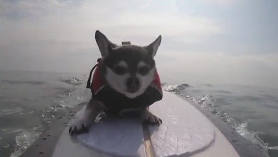 2nd annual 'Hang 8 Dog Surfing Extravaganza'