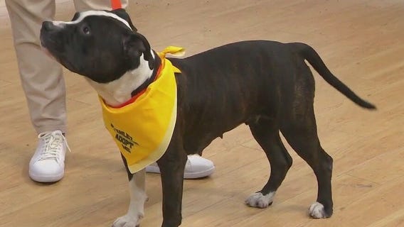 Adopt-A-Pet: Meet Nibbles