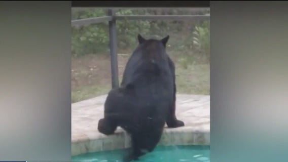 Caught on camera: Bear goes for a swim