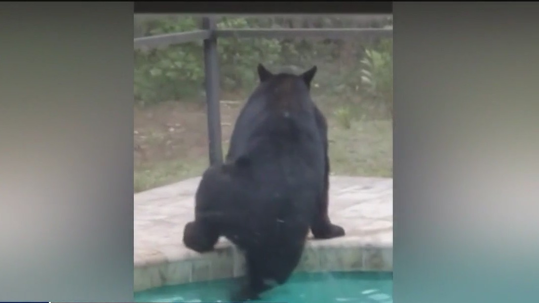 Caught on camera: Bear goes for a swim